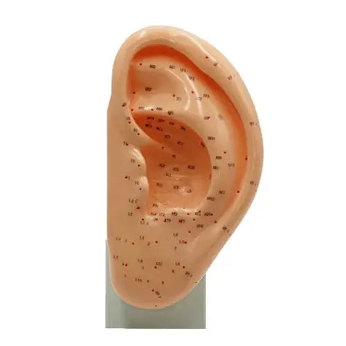 Soft Vinyl Ear Model The Acupuncture Supply Co