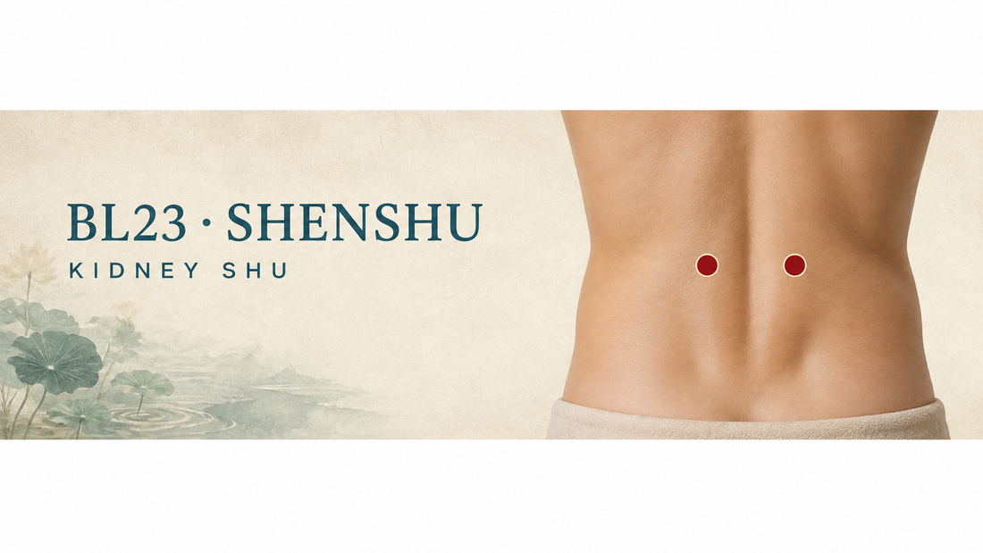BL23 Shenshu acupuncture points marked bilaterally on the lower back at L2.