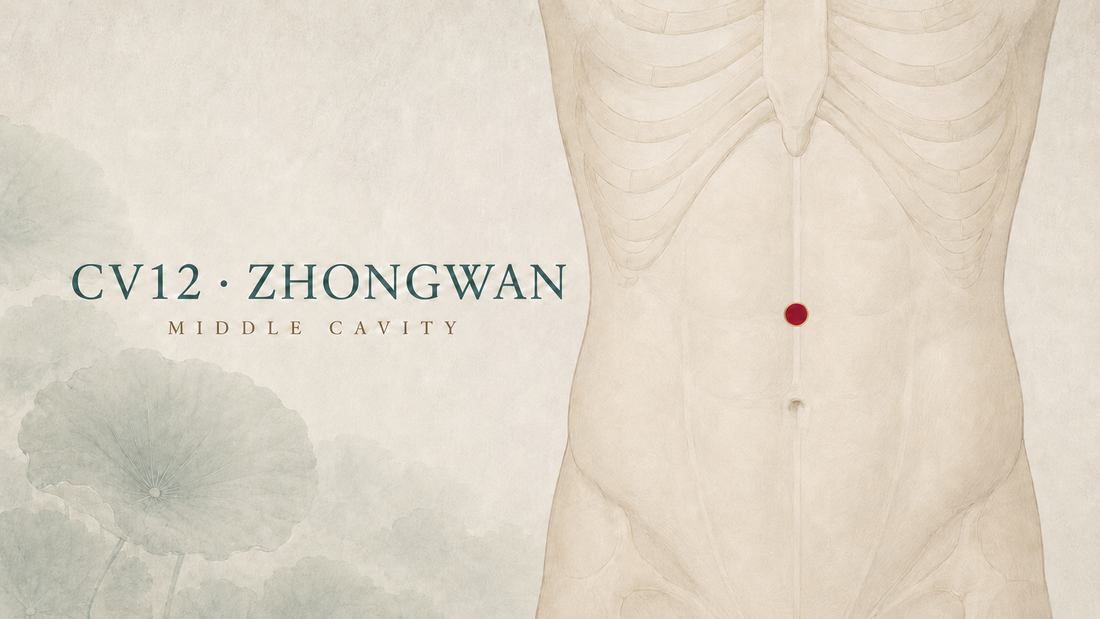 CV12 (Zhongwan / Middle Cavity) Acupuncture Point Guide