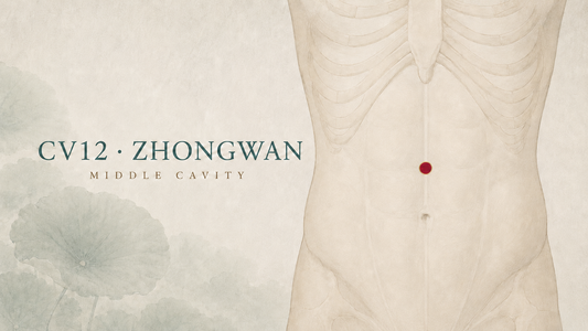 CV12 (Zhongwan / Middle Cavity) Acupuncture Point Guide