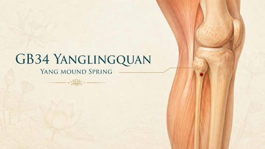 Warm-toned lateral knee and lower-leg illustration showing GB34 Yanglingquan below and in front of the fibular head.