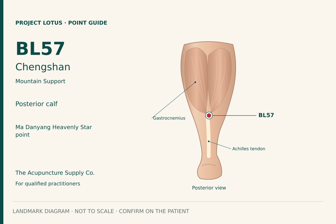 BL57 Chengshan: At the central posterior calf hollow where the gastrocnemius bellies taper towards the calcaneal (Achilles) tendon. Landmark diagram; not to scale.