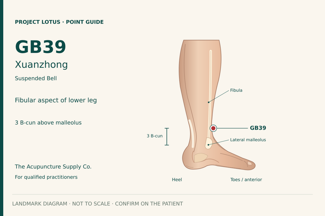 GB39 Xuanzhong: On the outer lower leg, anterior to the fibula, 3 B-cun proximal to the lateral malleolar prominence. Landmark diagram; not to scale.