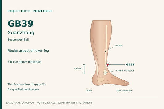 GB39 Xuanzhong: On the outer lower leg, anterior to the fibula, 3 B-cun proximal to the lateral malleolar prominence. Landmark diagram; not to scale.