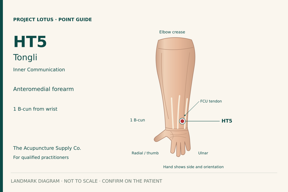 HT5 Tongli: On the palm-facing little-finger side of the forearm, immediately radial to the flexor carpi ulnaris tendon, 1 B-cun proximal to the palmar wrist crease. Landmark diagram; not to scale.