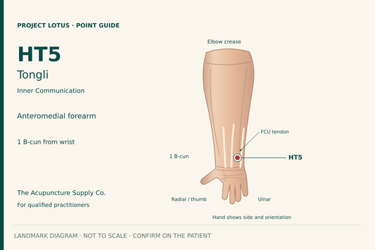 HT5 Tongli: On the palm-facing little-finger side of the forearm, immediately radial to the flexor carpi ulnaris tendon, 1 B-cun proximal to the palmar wrist crease. Landmark diagram; not to scale.