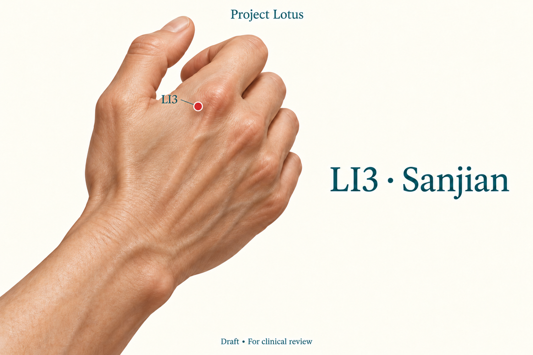LI3 Sanjian: At the index knuckle, find the hollow on its thumb-facing side towards the wrist, on the back of the hand. Landmark schematic; not to scale.