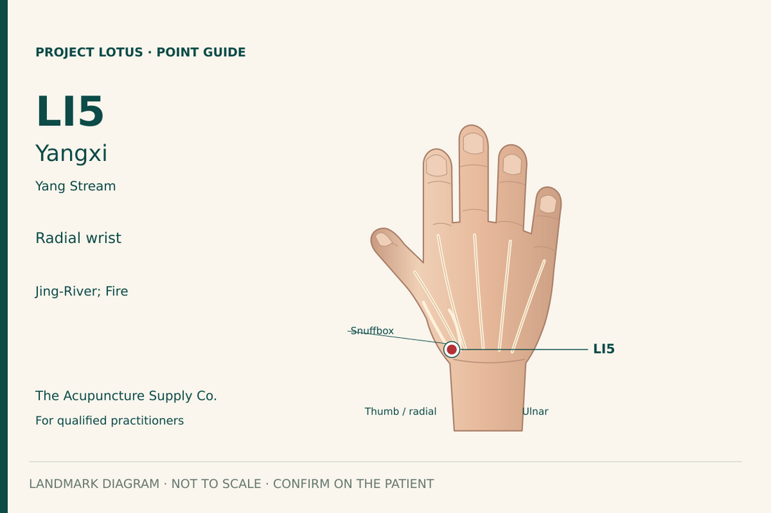 LI5 Yangxi: In the anatomical snuffbox at the thumb-side wrist, between the extensor pollicis longus and extensor pollicis brevis tendons. Landmark diagram; not to scale.