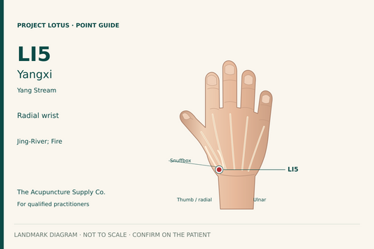 LI5 Yangxi: In the anatomical snuffbox at the thumb-side wrist, between the extensor pollicis longus and extensor pollicis brevis tendons. Landmark diagram; not to scale.