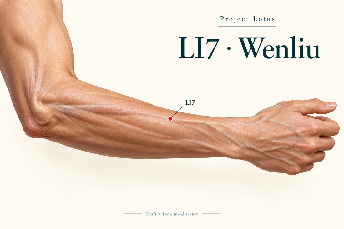 LI7 Wenliu: Follow the LI5–LI11 line on the dorsal thumb side; measure five B-cun towards the elbow from the dorsal wrist crease. Landmark schematic; not to scale.