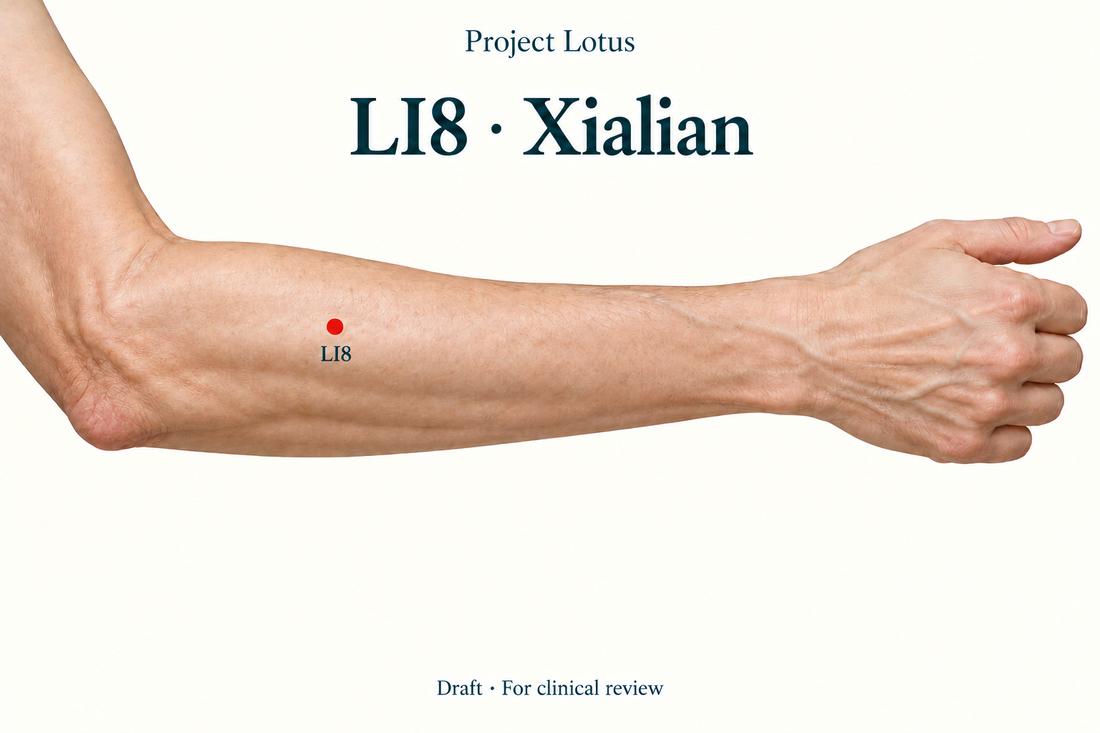 LI8 Xialian: On the dorsal thumb-side LI5–LI11 line, measure four B-cun towards the wrist from the elbow crease. Landmark schematic; not to scale.