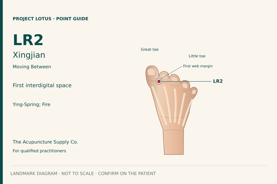 LR2 Xingjian: On the top of the foot between the great and second toes, immediately proximal to the web margin at the dorsal–plantar skin boundary. Landmark diagram; not to scale.