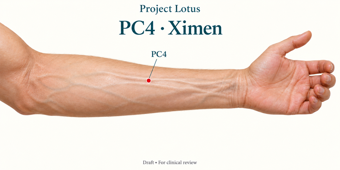 PC4 Ximen: On the palm-facing forearm, measure five B-cun from the wrist towards the elbow and locate the interval between palmaris longus and flexor carpi radialis. Landmark schematic; not to scale.