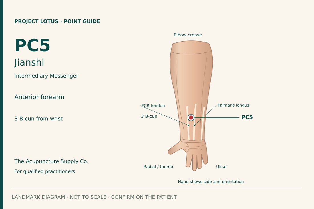 PC5 Jianshi: On the palm-facing forearm, between palmaris longus and flexor carpi radialis tendons, 3 B-cun proximal to the palmar wrist crease. Landmark diagram; not to scale.