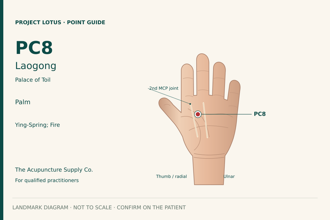 PC8 Laogong: On the palm, between the second and third metacarpals, in the depression proximal to the metacarpophalangeal joints. Landmark diagram; not to scale.
