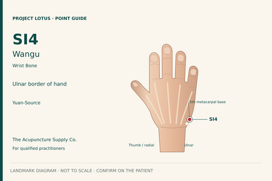 SI4 Wangu: At the little-finger edge of the hand, in the hollow between the fifth metacarpal base and the triquetrum, at the palmar–dorsal skin boundary. Landmark diagram; not to scale.