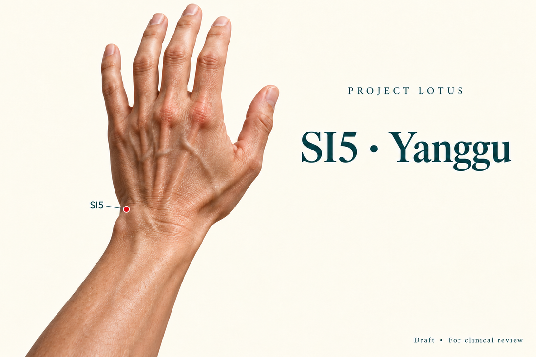 SI5 Yanggu: At the back and little-finger side of the wrist, palpate the hollow separating the triquetrum from the ulnar styloid. Landmark schematic; not to scale.