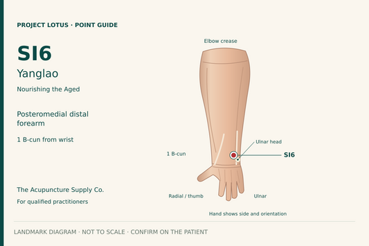 SI6 Yanglao: On the dorsal little-finger side of the distal forearm, in the depression radial to the ulnar head, 1 B-cun proximal to the dorsal wrist crease. Landmark diagram; not to scale.