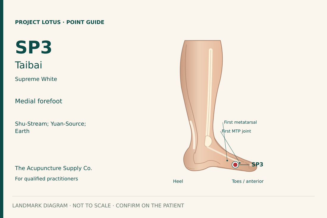 SP3 Taibai: On the inner edge of the foot, in the depression behind the first metatarsophalangeal joint at the dorsal–plantar skin boundary. Landmark diagram; not to scale.