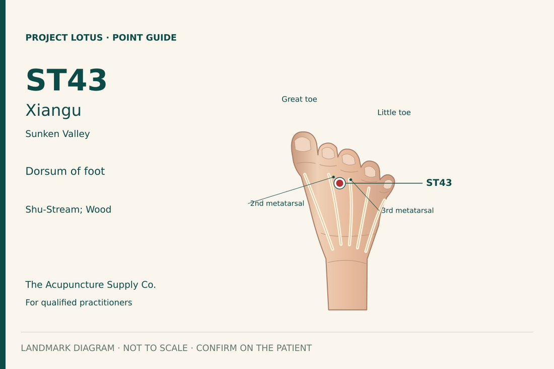 ST43 Xiangu: Between the second and third metatarsals on the top of the foot, in the hollow just proximal to the second metatarsophalangeal joint. Landmark diagram; not to scale.