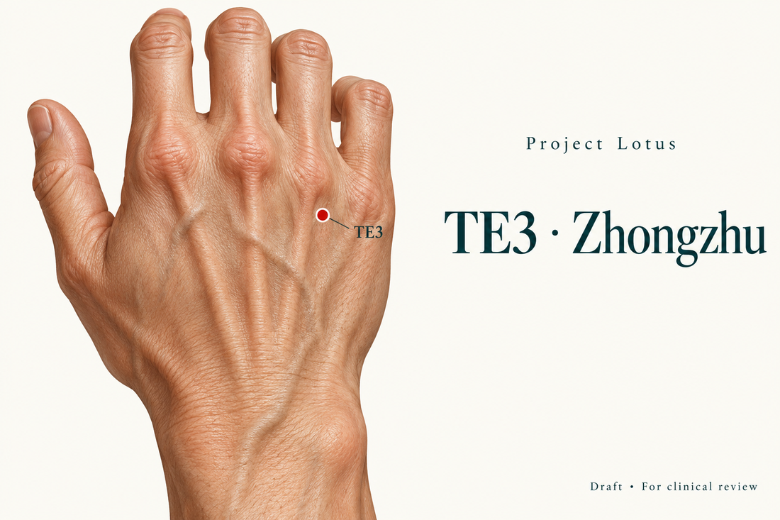 TE3 Zhongzhu: On the back of the hand, find the hollow between the fourth and fifth metacarpals just wristward of the ring-finger knuckle. Landmark schematic; not to scale.