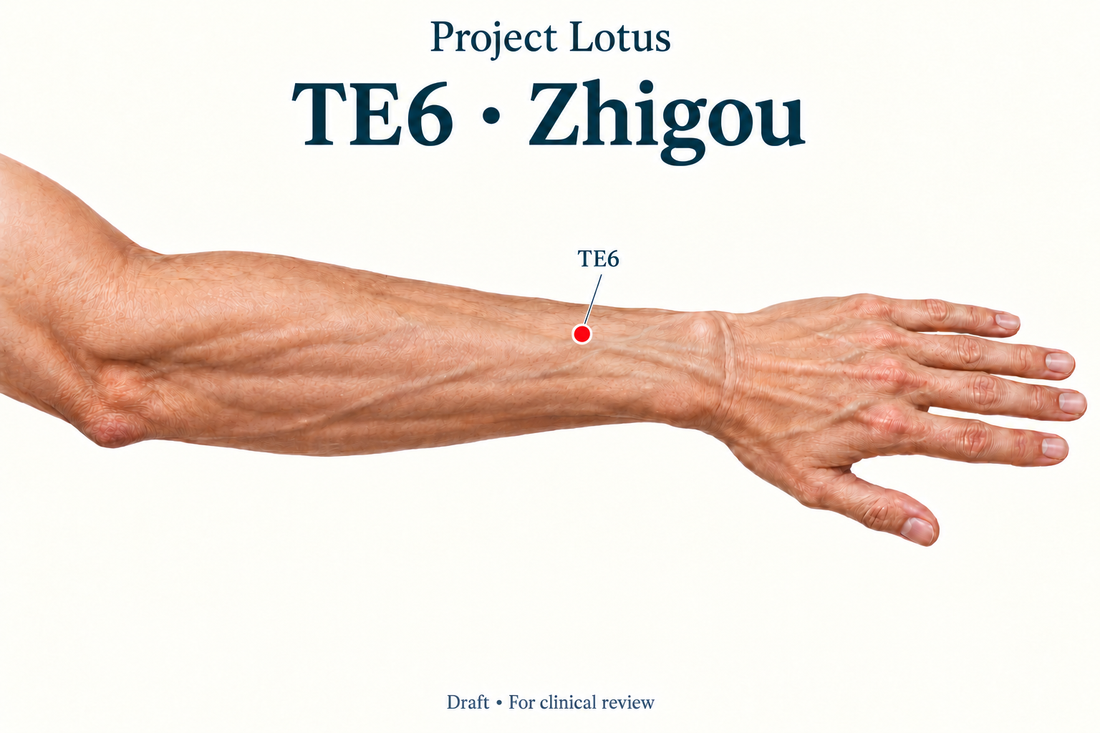 TE6 Zhigou: Three B-cun above the dorsal wrist crease, locate the centre of the gap between the radius and ulna on the back of the forearm. Landmark schematic; not to scale.