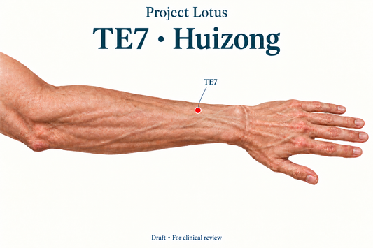 TE7 Huizong: At three B-cun above the dorsal wrist crease, find the soft-tissue hollow immediately on the radial side of the ulna. Landmark schematic; not to scale.