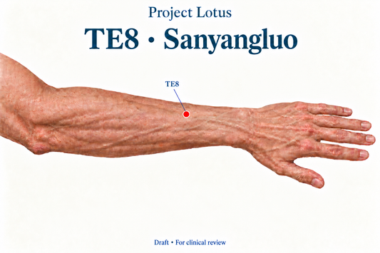 TE8 Sanyangluo: Four B-cun above the dorsal wrist crease, locate the centre of the gap between the radius and ulna on the back of the forearm. Landmark schematic; not to scale.