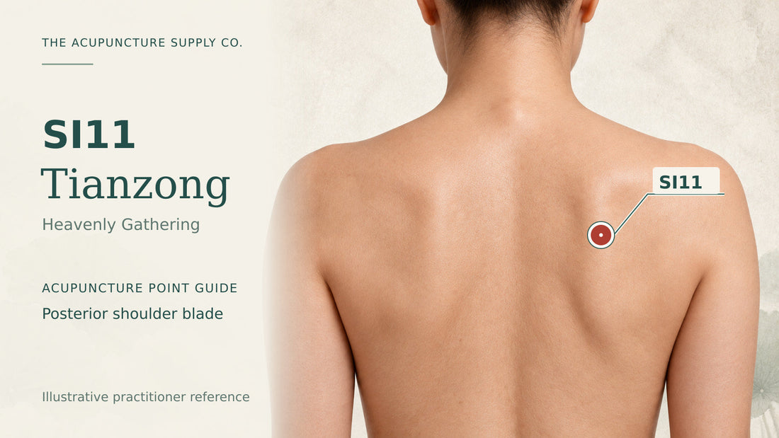 SI11 Tianzong practitioner guide showing the infraspinous fossa of the scapula with a labelled location marker.