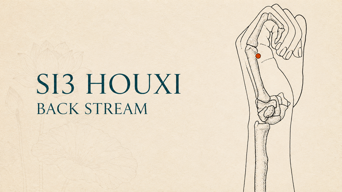 SI3 (Houxi / Back Stream) Acupuncture Point Guide: Location, Functions and Safety