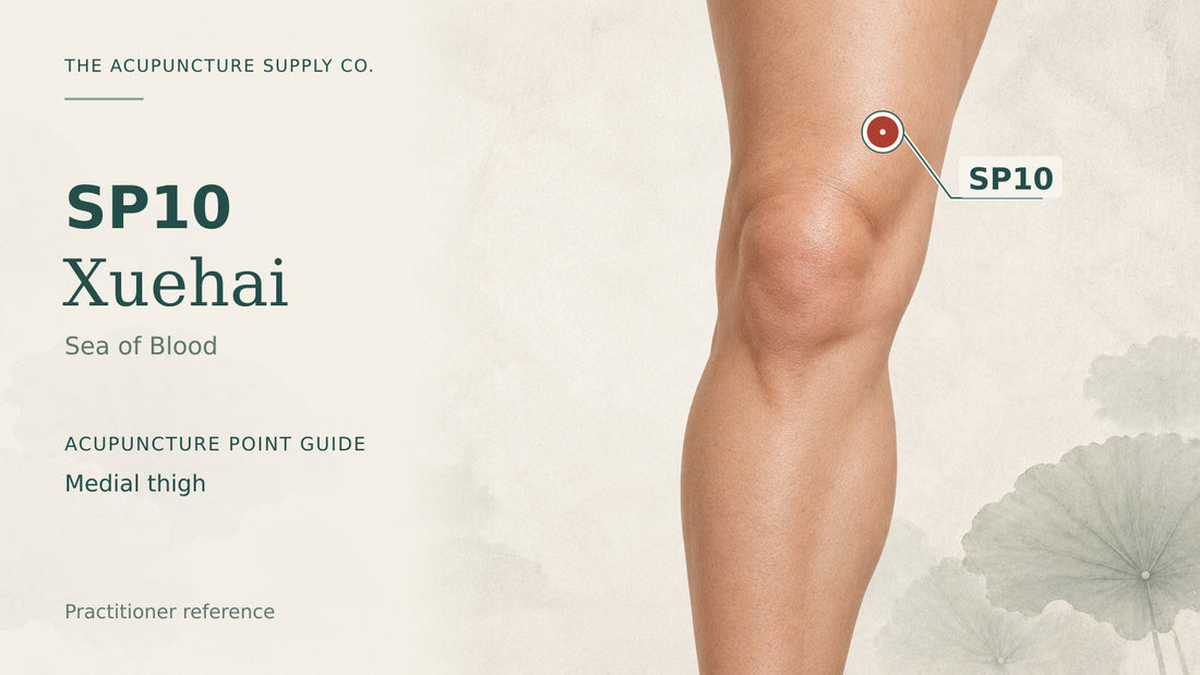 SP10 Xuehai: illustrated guide to the medial thigh, with a clearly marked point.