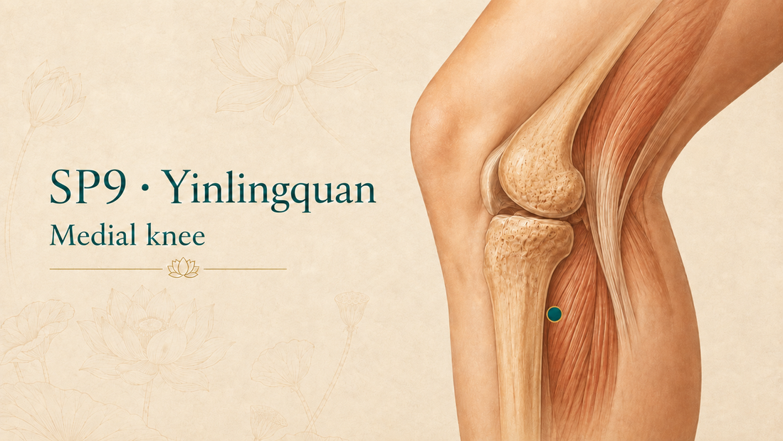 SP9 Yinlingquan Acupuncture Point Guide| Location & Safety