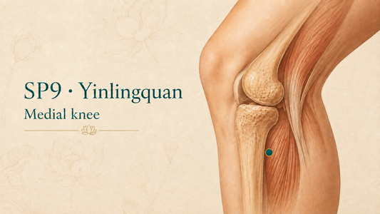 SP9 Yinlingquan Acupuncture Point Guide| Location & Safety