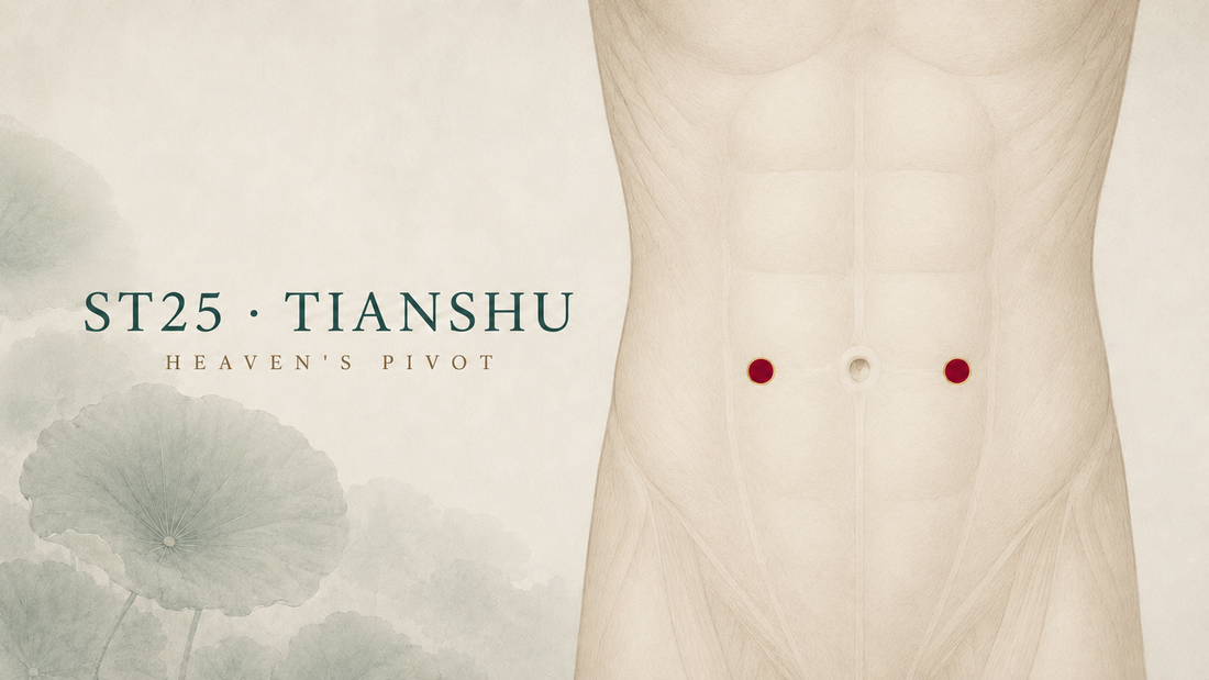 Anterior abdomen showing bilateral ST25 Tianshu, 2 B-cun lateral to the centre of the umbilicus.