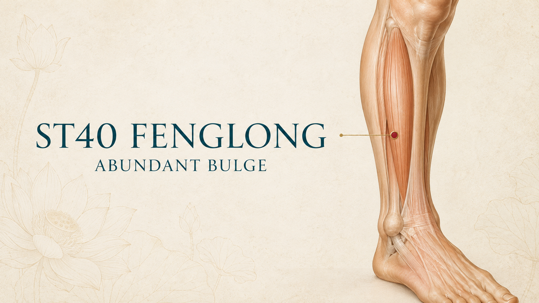 Warm-toned anterolateral lower-leg illustration showing ST40 Fenglong midway along the lower leg.