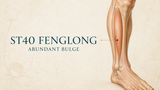 Warm-toned anterolateral lower-leg illustration showing ST40 Fenglong midway along the lower leg.