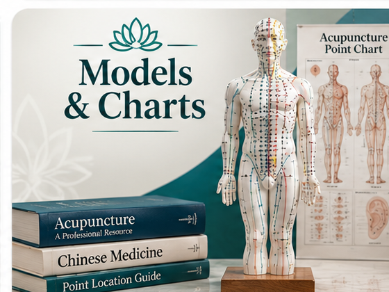 Anatomical Educational Models for Acupuncture Training The Acupuncture Supply Co