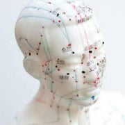 Acupuncture Head Model 22cm The Acupuncture Supply Co