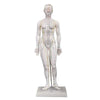 Female Model – 48cm The Acupuncture Supply Co