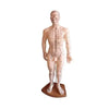 Male Model – 50cm The Acupuncture Supply Co